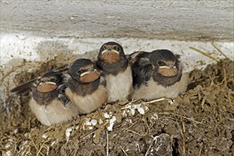 Barn Swallow (Hirundo rustica), young, nest