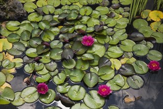 Pink Nymphaea, Waterlily flowers and green lily pads floating on pond surface in summer, Quebec,