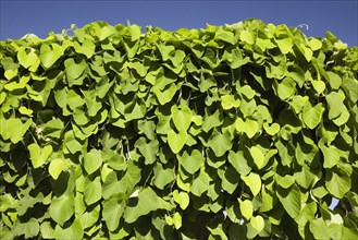 Close-up of green Vitis coignetiae, Vine with large broad leaves growing in full sun against a blue