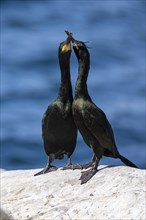 Common shag (Phalacrocorax aristotelis), breeding pair during courtship display, Hornoya Island,