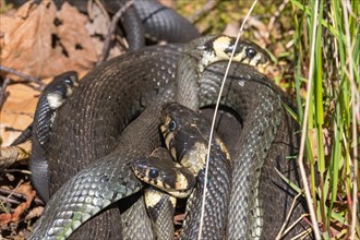 Group of Grass snakes (Natrix natrix) in the spring sun