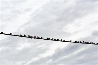 Swallows sitting next to each other on a power line, flock of birds, migratory birds, Lake Kerkini,