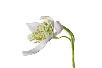 Flower of the double snowdrop (Galanthus nivalis Flore Pleno) on a white background, Bavaria,