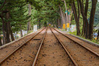 Straight railway tracks running through a pine forest with pine needle bed, in South Korea