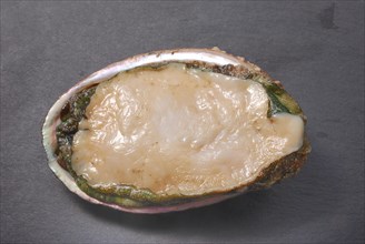 An open oyster shell displaying its iridescent interior on a gray background, Abalone