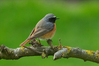 Redstart male standing on branch looking right