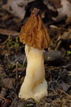 Cap morel Fruit bodies with light brown weblike caps and whitish stalk in soil in front of brown