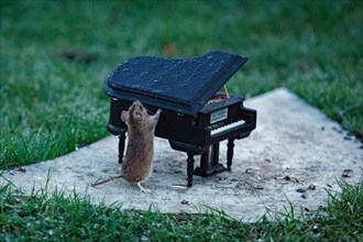 Wood mouse leaning against piano on stone slab in green grass standing right looking up