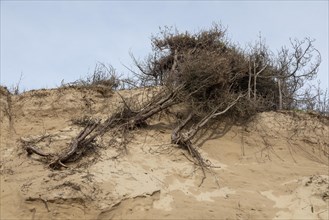 Fallen trees, break-off edge, dunes, LLanddwyn Bay, Newborough, Isle of Anglesey, Wales, Great