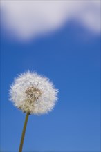Close-up of white and fluffy Taraxacum officinale, Dandelion flower seed head against a blue sky in