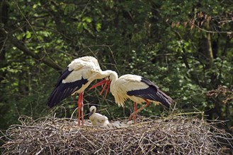 White stork (Ciconia ciconia), nest, young animals