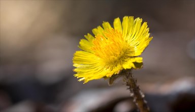 Close-up of a coltsfoot flower with focus on the yellow petals, medicinal plant coltsfoot,