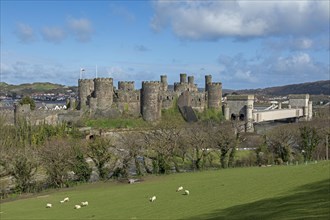 Sheep, lambs, castle, bridge, Conwy, Wales, Great Britain