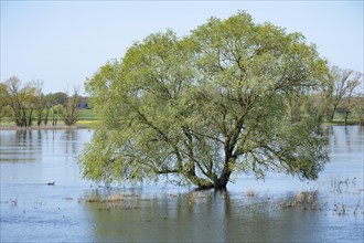 Willow (Salix) standing in the water, Elbe meadows, floodplain landscape, UNESCO Biosphere Reserve