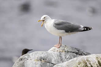 European herring gull (Larus argentatus) with open beak, Hornoya Island, Vardo, Varanger, Finnmark,