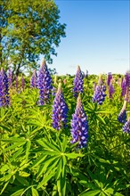 Purple colored Large-leaved lupine (Lupinus polyphyllus) in bloom on a meadow, a invasiv art in the