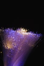 Close-up of purple, blue and white lighted fibre optic cables, Studio Composition, Quebec, Canada,