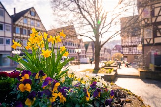 Spring flowers in the foreground with historic half-timbered houses in the sun, Calw, Black Forest,