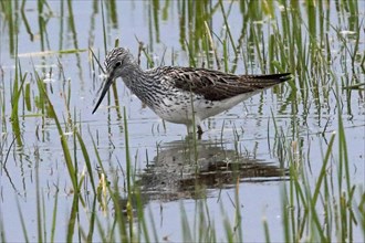 Greenshank in water with green grass and reflection standing left looking