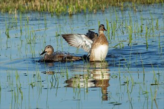 Gadwall two birds with open wings swimming side by side in water looking different