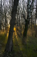 Morning atmosphere, sun, fog, forest, trees, Lower Austria