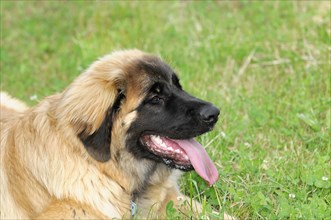 Leonberger Hund, Side view of an attentive dog with tongue sticking out in the grass, Leonberger