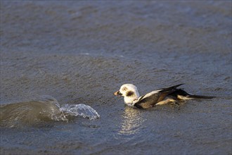 Long-tailed duck (Clangula hyemalis), adult male swimming in the sea, Laanemaa, Estonia, Europe