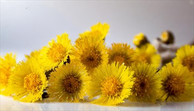 Close-up of fresh yellow coltsfoot flowers, medicinal plant coltsfoot, Tussilago farfara, KI