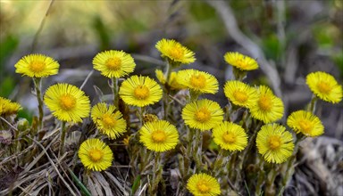 Several bright yellow flowers grow from the green grass, medicinal plant coltsfoot, Tussilago