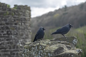 Western jackdaws (Corvus monedula), town wall, Conwy, Wales, Great Britain