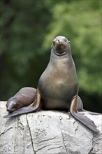 California sea lion (Zalophus californianus), An adult sea lion and a juvenile relaxing together on