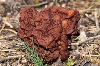 Spring Lorikeet maroon brain-like fruiting body in needle litter