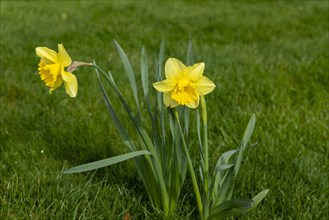 Wild daffodils (Narcissus pseudonarcissus), Tiddington, Stratford upon Avon, England, Great Britain