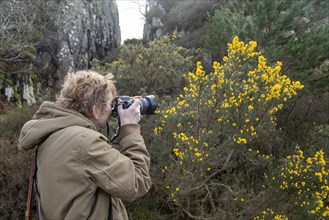 Woman photographing gorse, LLyn Idwal footpath, Snowdonia National Park near Pont Pen-y-benglog,