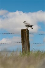 Montagu's harrier (Circus pygargus), male on the perch of a pasture fence, Extremadura, Spain,