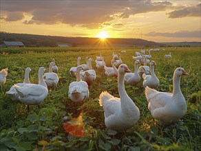 Geese in a field, in the background a bright sunrise and dramatic sky, AI generated, AI generated,