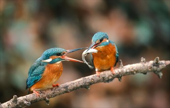 Common kingfisher (Alcedo atthis) male handing over a fish to the female during the mating season