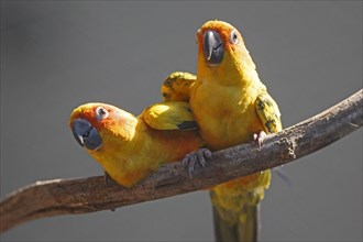 Sun conure (Aratinga solstitialis), Two parrots on a branch looking attentively in different