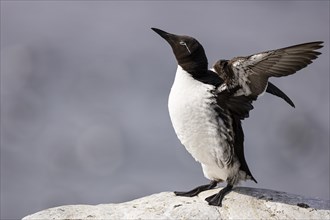 Common guillemot (Uria aalge) with closed nictitating membrane flapping its wings, Hornoya Island,