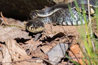 Grass snake (Natrix natrix) by a cliff in the spring sun