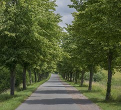 Flowering avenue of lime trees (Tilia platyphyllos), Rehna, Mecklenburg-Vorpommern, Germany, Europe