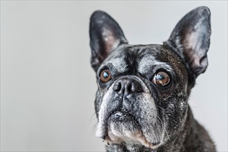 Close up of very old French Bulldog dog with gray hair on white background. KI generiert,