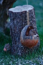 Forest mouse two mice holding food in hands in food bowl sitting on tree trunk looking from front