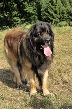 A single Leonberger dog stands on grass with his tongue out, Leonberger dog, Schwaebisch Gmuend,