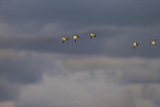 Red-breasted Merganser (Mergus serrator), small flock in flight in front of dark clouds, Laanemaa,