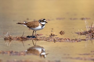 Little ringed plover (Charadrius dubius) walking in the water with reflections