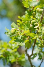 Detailed photograph of green acorns, unripe fruits of the English oak (Quercus pedunculata) or