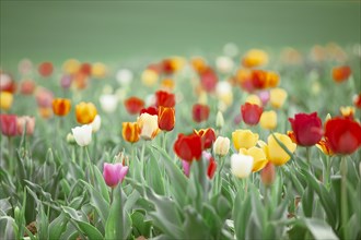 A field full of colourful tulips in red, yellow and orange creates a spring-like atmosphere