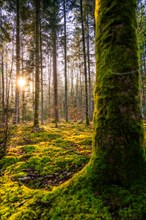 Sunbeams shine through the forest, illuminating the moss on the trees and creating a peaceful