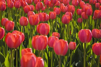 Close-up of backlit bright red Tulipa, Tulips in flower bed in spring, Ottawa, Ontario, Canada,